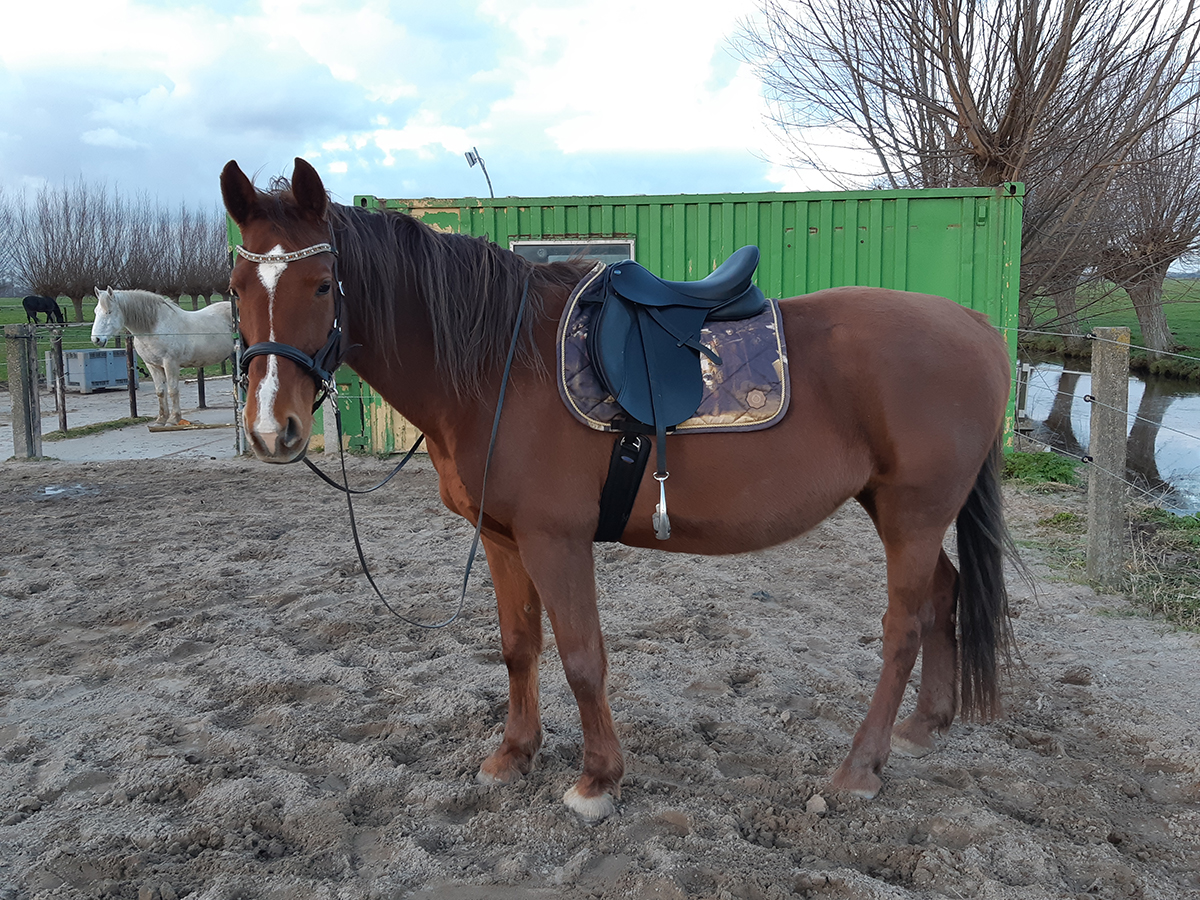 sfeerfoto zadel op paard