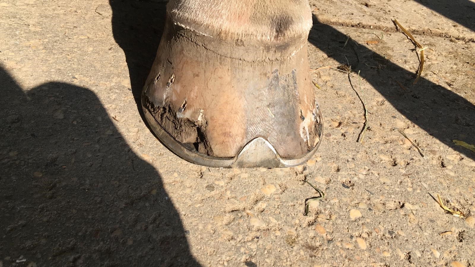 foto hoef paard