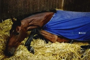 foto paard bucas