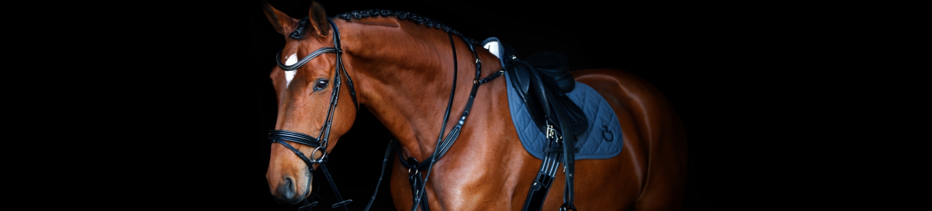Paard