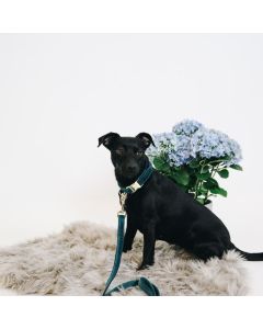 Hondenhalsband Kentucky Velvet