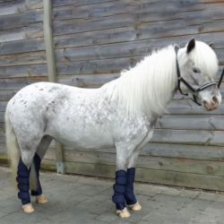 Transportbeschermers HB Showtime