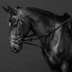 Hulpteugel Dyon Howlett Training System Working Collection