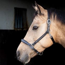 Halster Harry's Horse Finesse Crystal