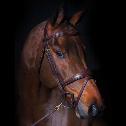 Trenshoofdstel Dyon Anatomic Gecombineerd