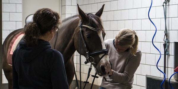 BITTEN - ANATOMIE VAN HET PAARDENHOOFD