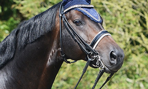 EEN GOED BIT IS BELANGRIJK IN DE OPTOMING VAN JOUW PAARD!