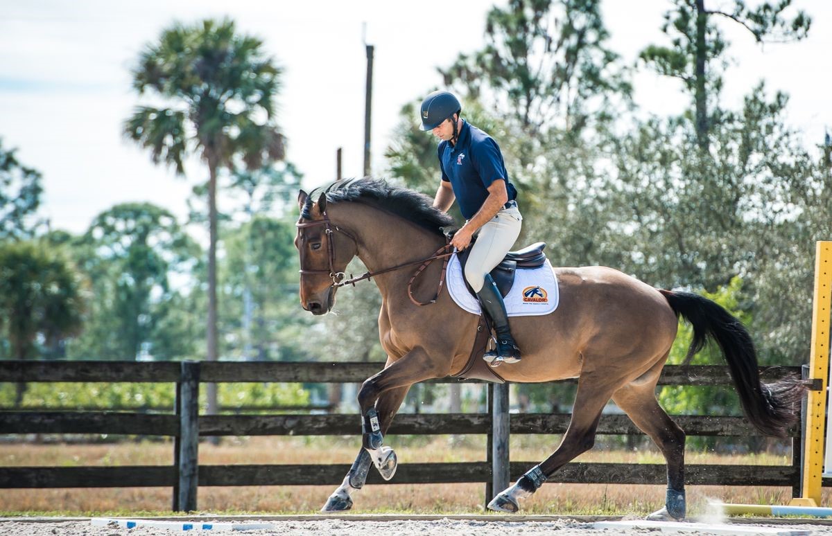 Het paard in goede conditie