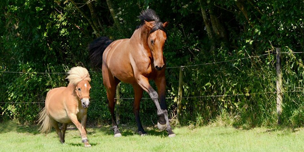 GUN JE PAARD EEN DETOX PERIODE OM OPTIMAAL TE HERSTELLEN!