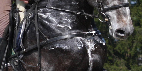 ELEKTROLYTEN HELPEN JOUW PAARD TIJDENS HET WARME WEER!
