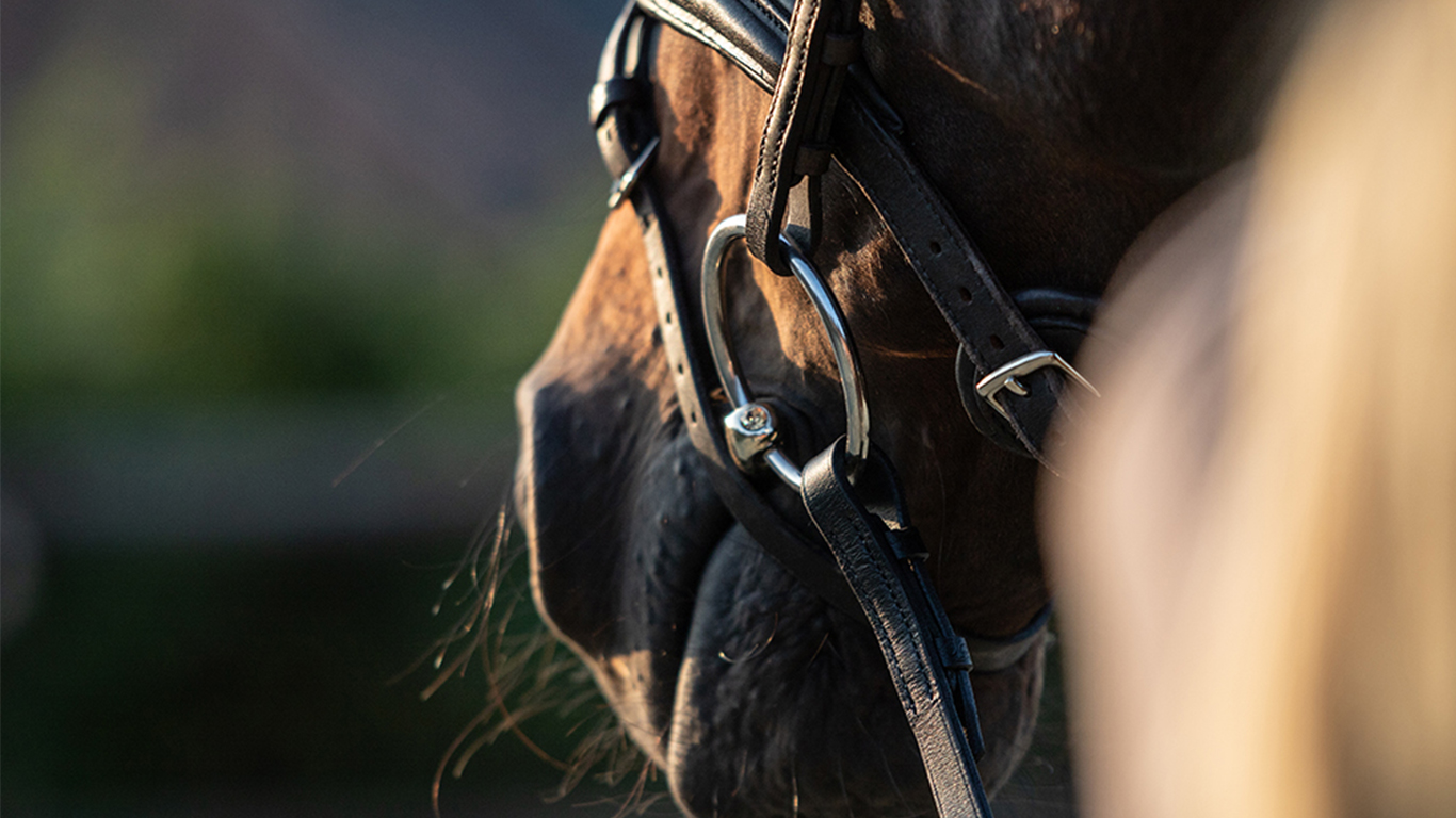 Hoe kies je het juiste bit voor een jong paard? 