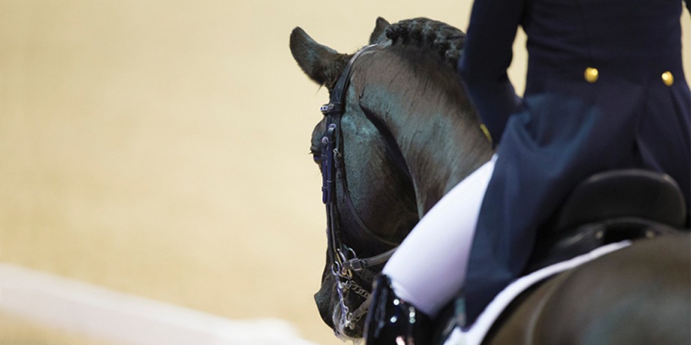 GOED VOORBEREID OP PAD TIJDENS DE JONGE PAARDEN COMPETITIES!