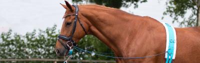 Je paard trainen met longeren, waar begin je?