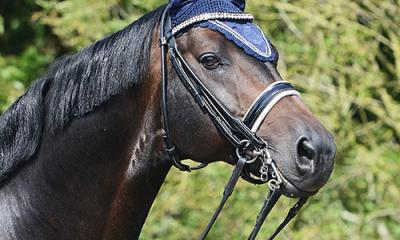 EEN GOED BIT IS BELANGRIJK IN DE OPTOMING VAN JOUW PAARD!