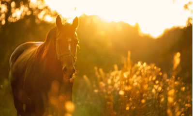 Alles wat je moet weten over suiker bij paarden