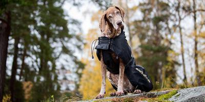 DENK AAN DE HOND!