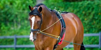 Waarom je paard longeren?
