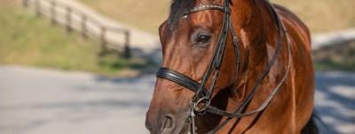 Alles wat je moet weten over de stang & trens optoming