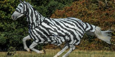 Zebra - Blog