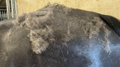 Tips om je paard te helpen bij het verharen!