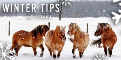 7 TIPS & TRICKS VOOR IN DE WINTER OP STAL!