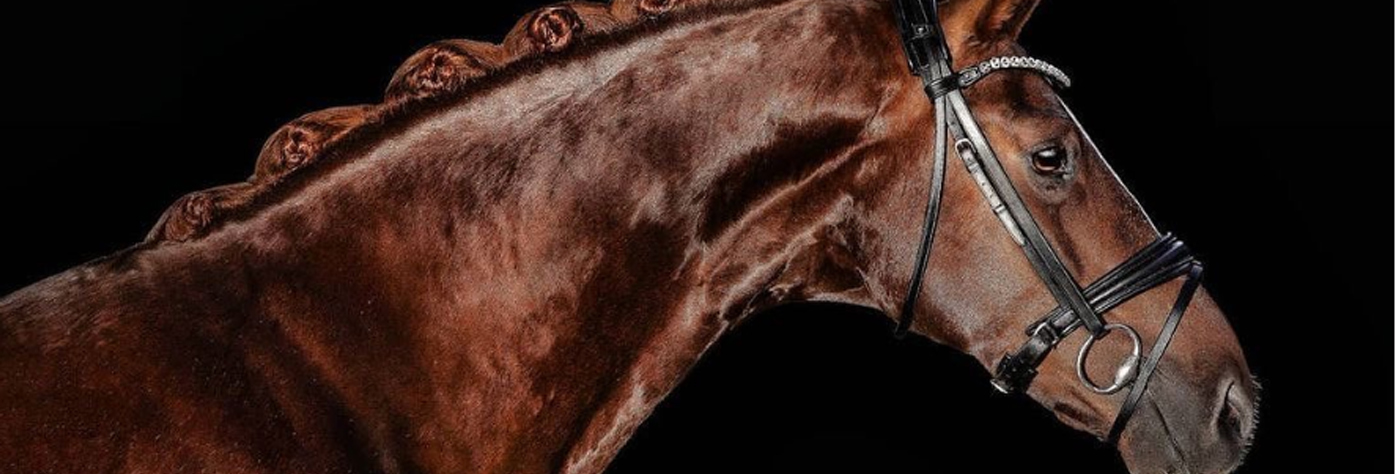 Utzon Equestrian