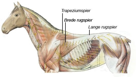 ZADELSYMPOSIUM